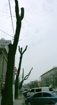 В Горзелентресте говорят, что будет красиво