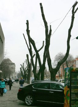 В Горзелентресте говорят, что будет красиво