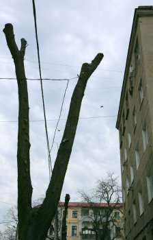 В Горзелентресте говорят, что будет красиво