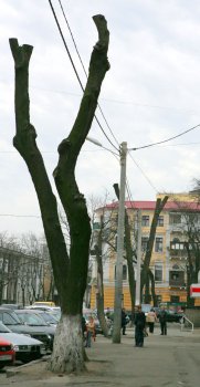 В Горзелентресте говорят, что будет красиво