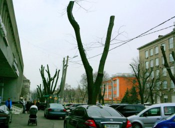 В Горзелентресте говорят, что будет красиво