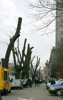 В Горзелентресте говорят, что будет красиво