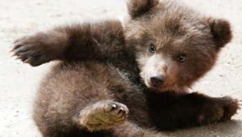 С приходом весны в Одесском зоопарке на свет появились первые малыши