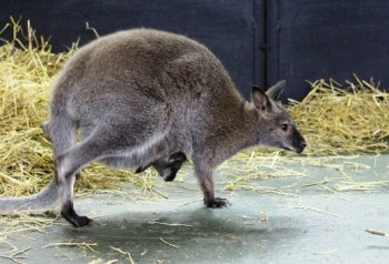 С приходом весны в Одесском зоопарке на свет появились первые малыши