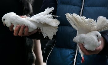 Любовь и голуби в Одессе (фото)