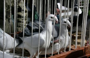 Любовь и голуби в Одессе (фото)