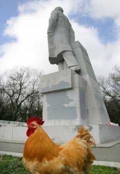 Любовь и голуби в Одессе (фото)
