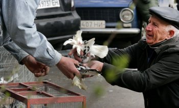 Любовь и голуби в Одессе (фото)
