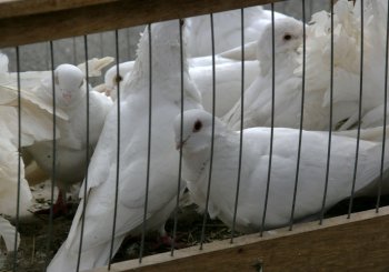 Любовь и голуби в Одессе (фото)