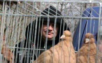 Любовь и голуби в Одессе (фото)