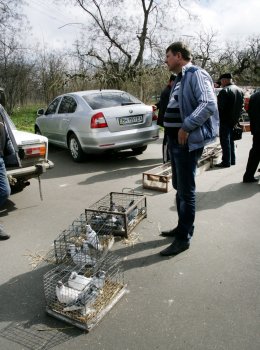 Любовь и голуби в Одессе (фото)