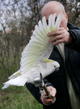 Любовь и голуби в Одессе (фото)