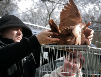 Любовь и голуби в Одессе (фото)