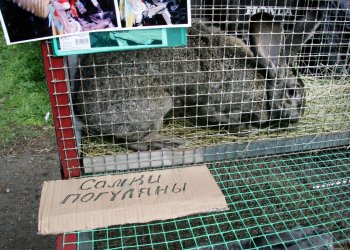 Любовь и голуби в Одессе (фото)