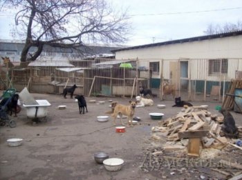 Приюту для животных необходима срочная реконструкция