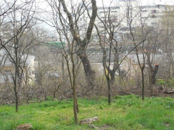Кирилл Шаламай: «К началу курортного сезона Лунный парк полностью благоустроят»