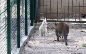 Блондинка-кенгуренок впервые вышла на прогулку с мамой в Одесском зоопарке