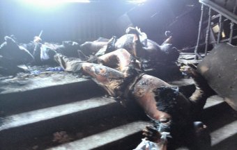 Одесситка, многодетная мама Алена Николаенко обвиняет (фото)