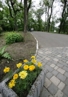 Летние цветы украсят газоны и аллеи одесского парка (фото)