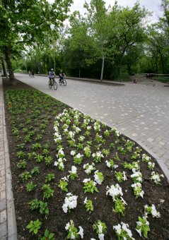 Летние цветы украсят газоны и аллеи одесского парка (фото)