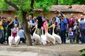 В Одесском зоопарке взяли опеку над белой полярной совой