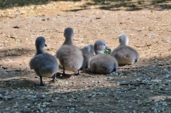 В Одесском зоопарке родились птенцы лебедей