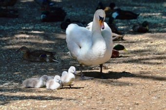 В Одесском зоопарке родились птенцы лебедей