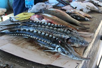 «Богатый улов» госрыбохраны на рынке Южного: камбала, судак, карп…  