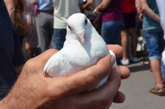 Над Куликовым полем взмыли белые голуби и черные шары – одесситы почтили память погибших 2 мая (фото)