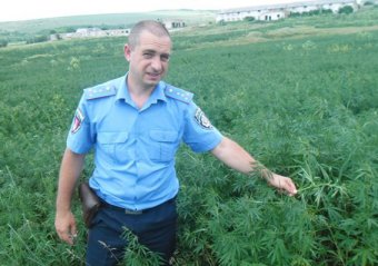 Правоохранители Одесской области уничтожили посев конопли, который принес бы доход почти в 5 млн. грн.