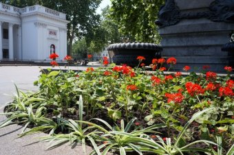 Улицы Одессы украсили более тысячи подвесных чаш с цветами
