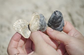 Собираемся на пляж или 12 вещей, без которых не обойтись (фото)