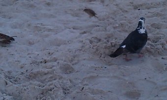 Одесса. 13-я Большого Фонтана. Вечер (фото)