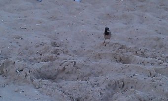 Одесса. 13-я Большого Фонтана. Вечер (фото)