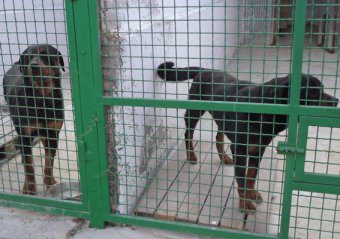 Воспитанники детского дома «Жемчужинка» побывали в гостях у милицейских кинологов