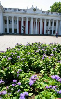 Городские цветы