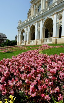 Городские цветы