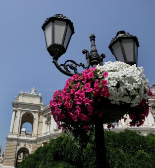 Городские цветы