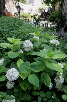 Городские цветы