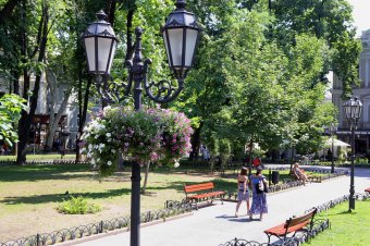 Городские цветы