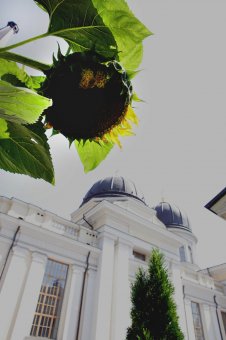 Городские цветы