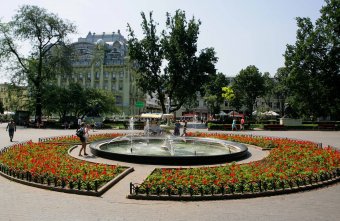Городские цветы