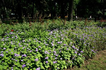 Городские цветы