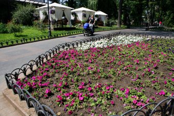 Городские цветы