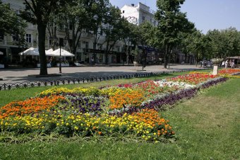 Городские цветы