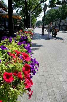 Городские цветы