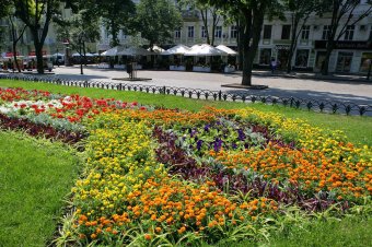 Городские цветы