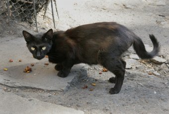 «Без кота — и жизнь не та»