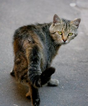 «Без кота — и жизнь не та»
