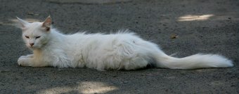 «Без кота — и жизнь не та»